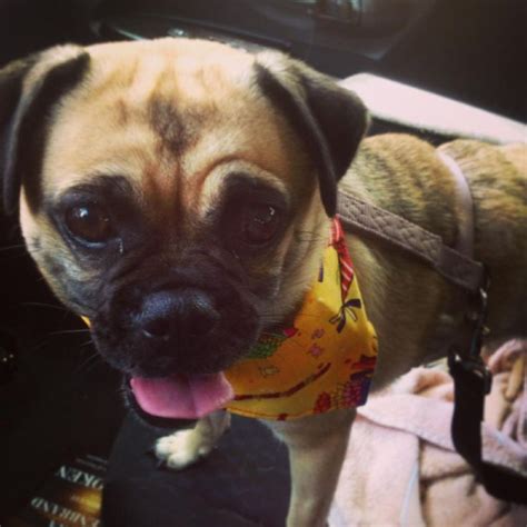 Pug rescue of austin does not have a central location. Adoptable Pug Template | Pug Rescue of Austin | Pug rescue, Pugs, Dogs