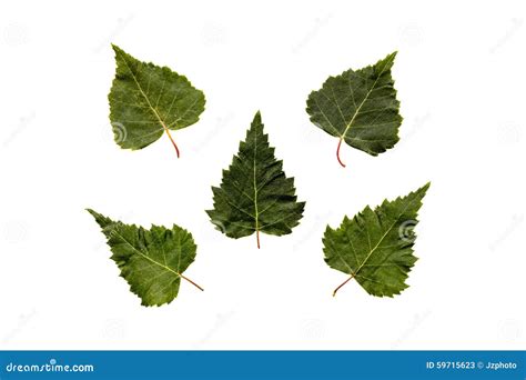 Five Green Birch Leaves Stock Image Image Of Collection 59715623