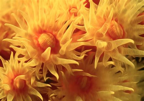 1000 Images About Undersea Flowersplantslife On Pinterest