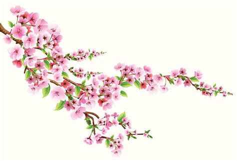 Apple Blossom Clip Art 20 Free Cliparts Download Images On Clipground