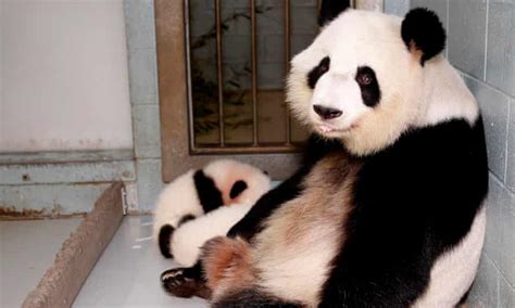 Giant Panda Lun Lun Gives Birth To Twins Atlanta Zoo Announces