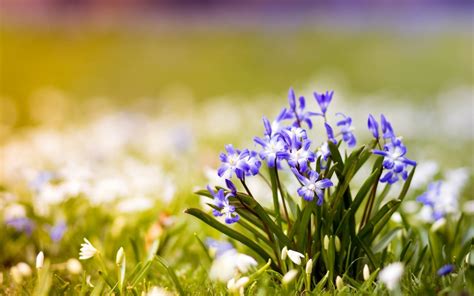 Beautiful Spring Pic Wallpaper High Definition High Quality Widescreen