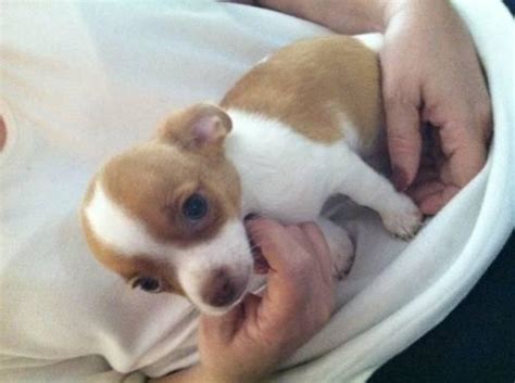 8 week old chihuahua puppies. Chihuahua puppies - 8 weeks old for Sale in Frederick ...