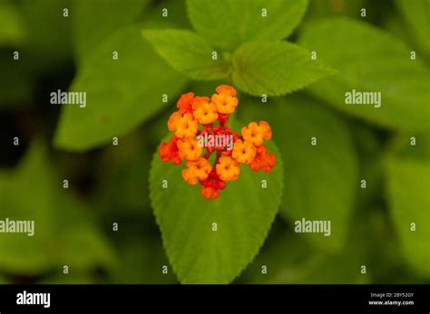 Orange Tropical Flowers High Resolution Stock Photography And Images