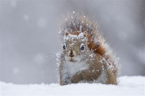 940934 Squirrel Winter Mammals Animals Cold Snow Rare Gallery