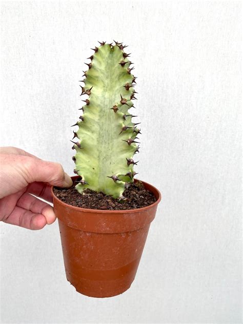Euphorbia Ingens Marmorata Variegata Cactus Succulents Caudex