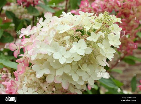 Hydrangea Paniculata Diamant Rouge Hi Res Stock Photography And