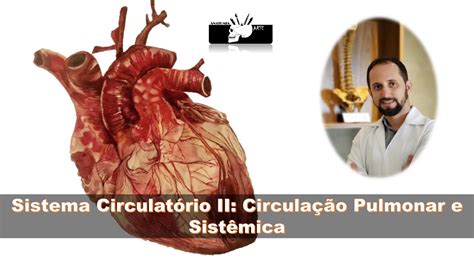 Sistema Circulatório Ii Circulação Pulmonar E Sistêmica Pequena E