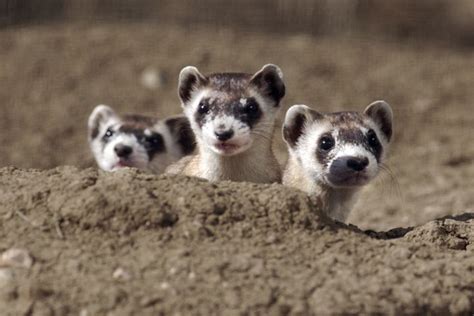 Black Footed Ferrets Photos The 15 Cutest Endangered Animals In The