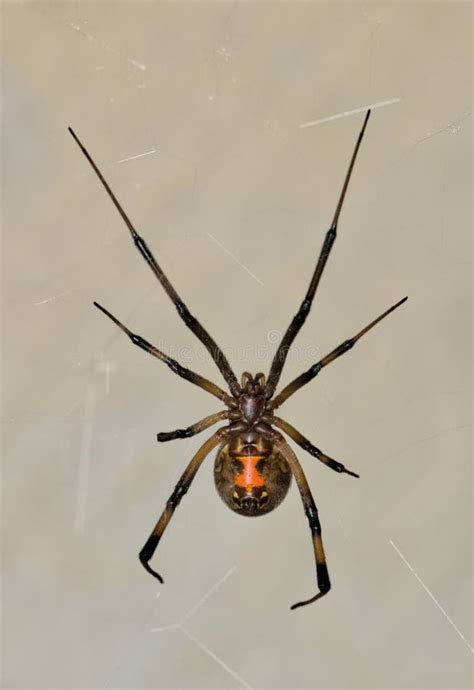 Brown Widow Spider Latrodectus Geometricus In Its Web In Houston Tx