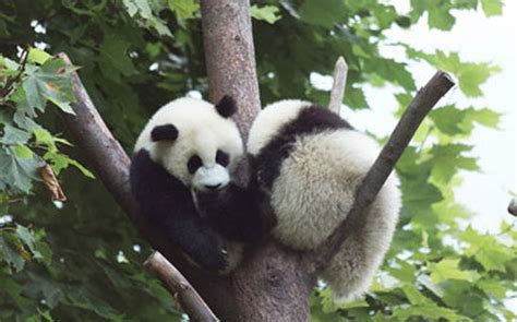 Sichuan Giant Panda Sanctuaries: 16 Protected Areas