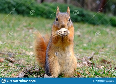 Red Squirrel Sciurus Vulgaris Sitting On A Tree Trunk Eating A Nut