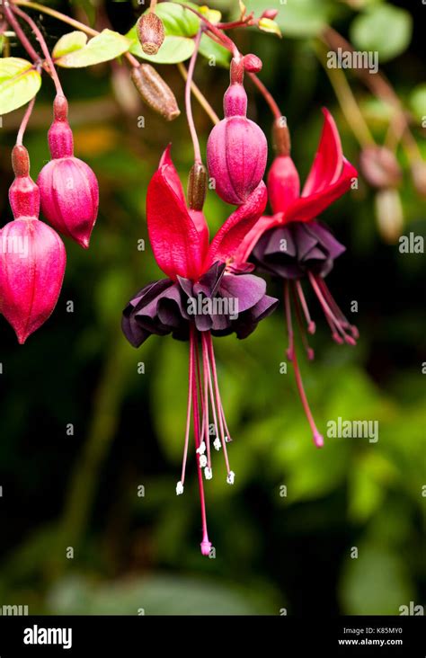 Fuschia Flower In A Garden In England Uk Stock Photo Alamy