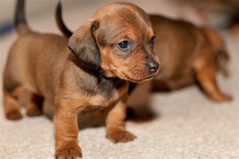 Download Baby Animal Cute Puppy Animal Dachshund Wallpaper