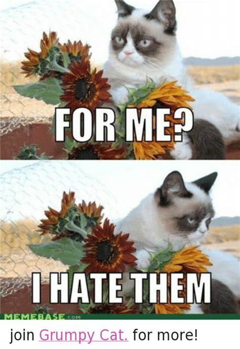 For Me I Hate Them Meme Base Com Join Grumpy Cat For More Cats Meme