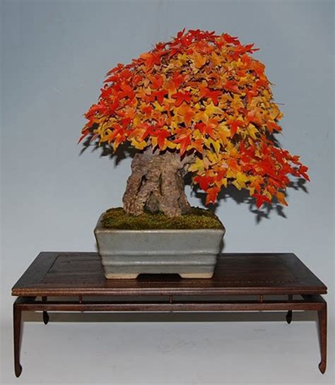 Include some context in the title (such as the species and age of the bonsai). Small Trees with Big Trunks | Bonsai Bark