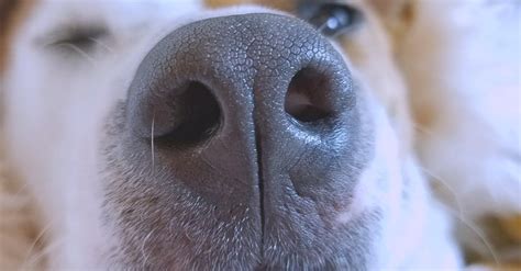 Close Up Photography Of A Dogs Snout · Free Stock Photo