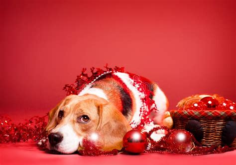 Funny Beagle Puppy With Chrismas Tree Stock Photo Image Of Cute
