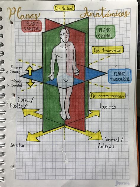Planos Anatómicos Anatomia Celular Anatomía Médica Cosas De Enfermeria