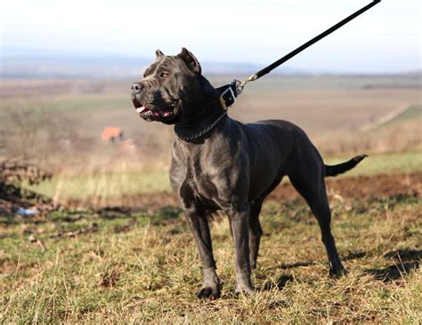 American Bandogge Dog Breed Information And Facts Pictures Pets Feed