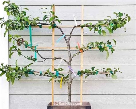 Patio Orchard With Dwarf Fruit Trees 1000 Potted Trees Dwarf Fruit