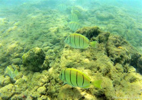 Swimming With The Fishes Snorkeling At Hanauma Bay Oahu The World Is