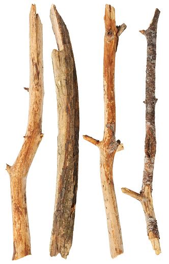 Tree Sticks Stock Photo Download Image Now Istock