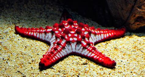 You'll find unusual snippets of information from the world of nature, vision, psychology, science, business, brands, and. Interesting Facts about the STARFISH