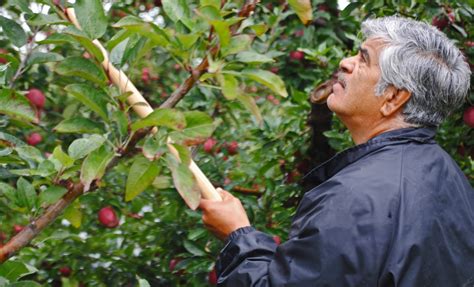(usually pluralized) items remaining after others have selected the best; im going back to the start: Michigan Apple Picking ...