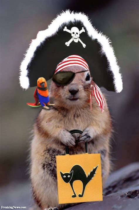 Trick Or Nut Cute Squirrel Funny Animals Pet Costumes