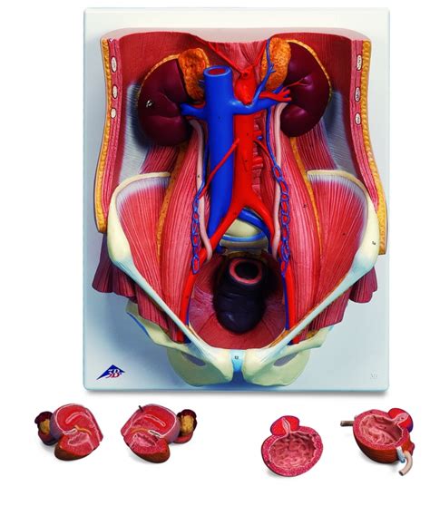 Anatomical Model Of Urinary System Bisex