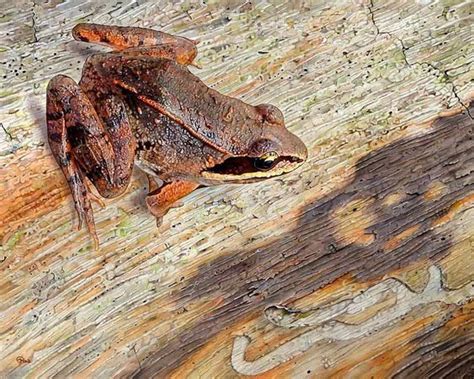 Pin By Ellen Bounds On My Mama Loved Frogs Frog Wood Amphibians