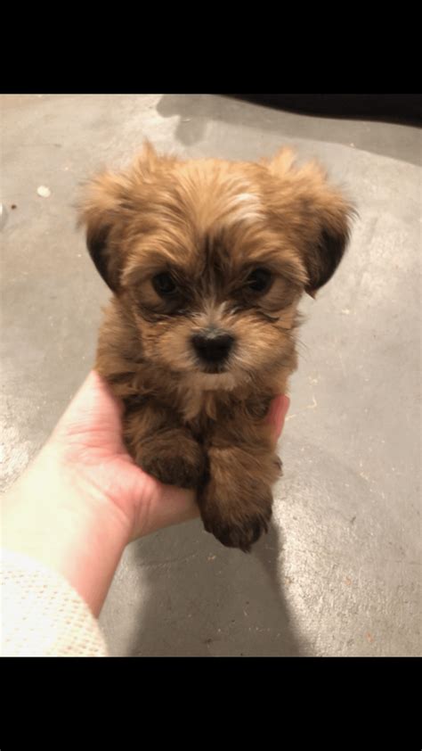 Shihtzus are great family pets, 1800 welcome to call or text. Shih Tzu Puppies For Sale | Grand Haven, MI #323381