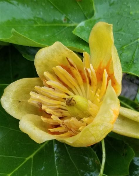 Liriodendron Tulipifera 5 Tulip Tree Scioto Gardens Nursery