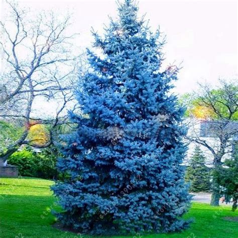 100 Tree Seeds Rare Evergreen Colorado Blue Spruce Seeds Picea Pungens