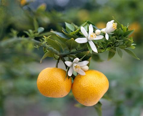 China Natural Citrus Aurantium Extract Powder Manufacturers Suppliers