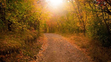 1920x1080 Leaves Forest Trees Road Foliage Autumn Coolwallpapersme