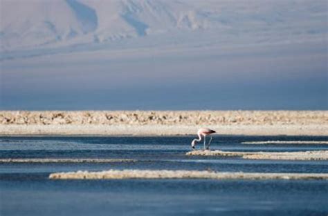 Atacama Salt Flats Salar De Atacama San Pedro De Atacama Tickets