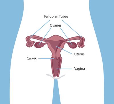 Female human private part diagram. Oviduct Definition | MyMonthlyCycles Glossary