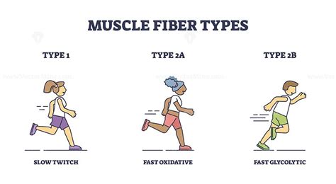 Muscle Fiber Types With Slow And Fast Twitch Activities Outline Diagram