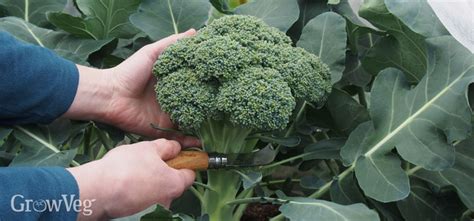 Growing Broccoli From Sowing To Harvest