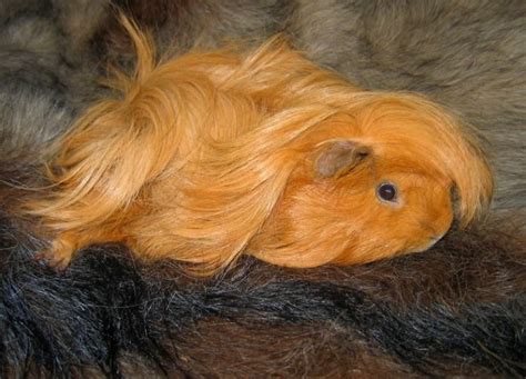 10 Guinea Pigs With The Most Majestic Hair Ever Photos Page 4 Of 6