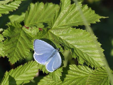 Papillon Ou Celastrina De Holly Blue Image Stock Image Du Haie Bleu 36755463