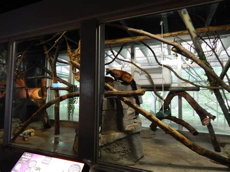 Jun 2014 Aquatic And Reptile Center Red Ruffed Lemur Exhibit Zoochat