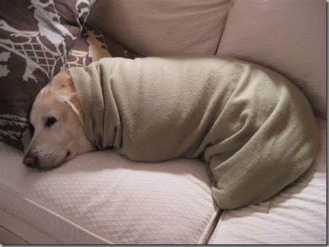 15 Burrito Blanket Dogs With Extra Snuggle Sauce Barkpost