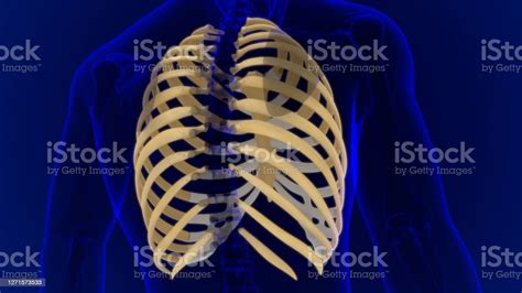 Human Skeleton Anatomy Rib Cage 3d Rendering Stock Photo Download