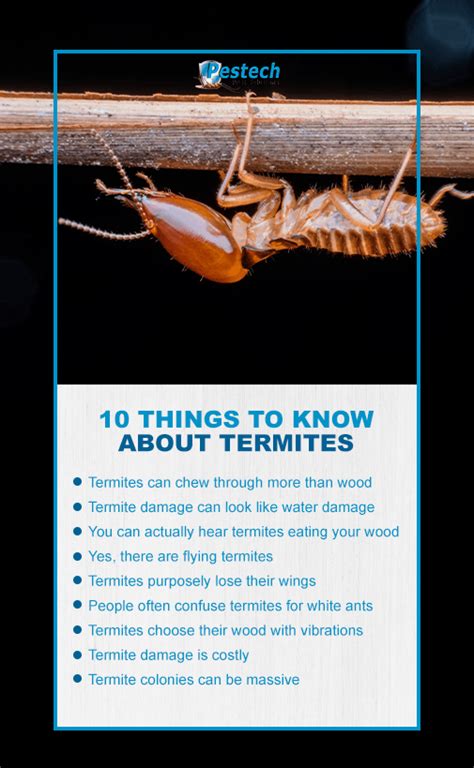 Termite Damage Everything You Need To Know Pestech Pest Solutions