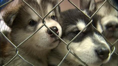 Oklahoma Dog Cat Breeders Face Tougher Rules