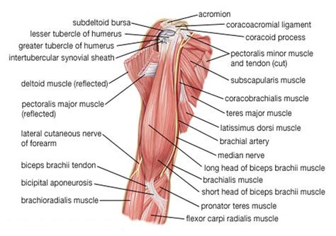 So what parts of the rib cage show up on the surface? netter rib cage - Google 검색 | Arm muscle anatomy, Muscle ...