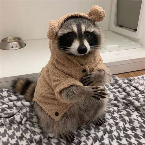 Raccoon Fun On Instagram “look At My New Coat 🐻🦝 Follow Raccoonsfun